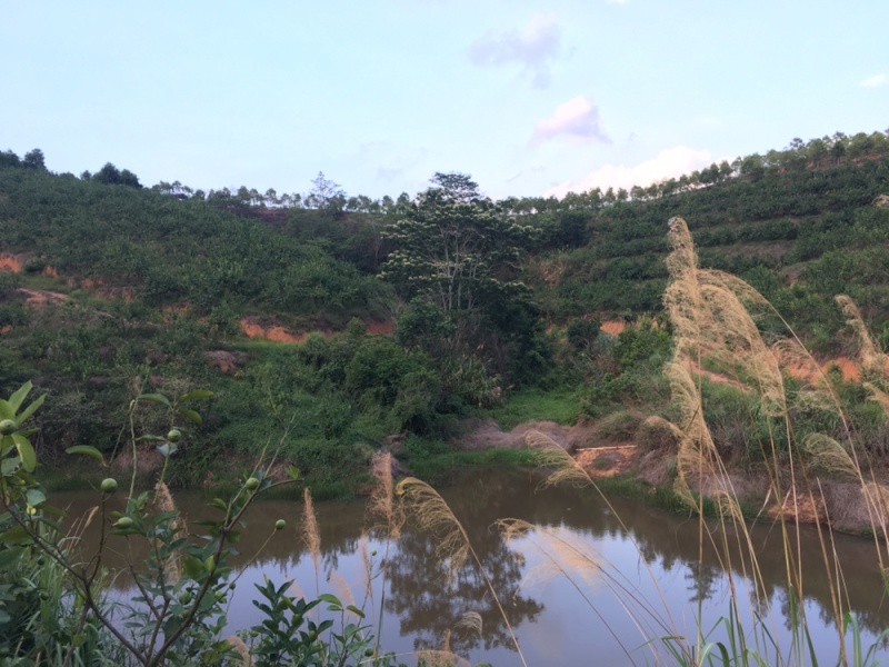 3千亩尤力克青柠檬基地直供