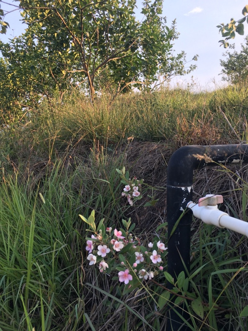 3千亩尤力克青柠檬基地直供