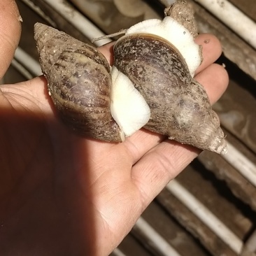 白玉蜗牛