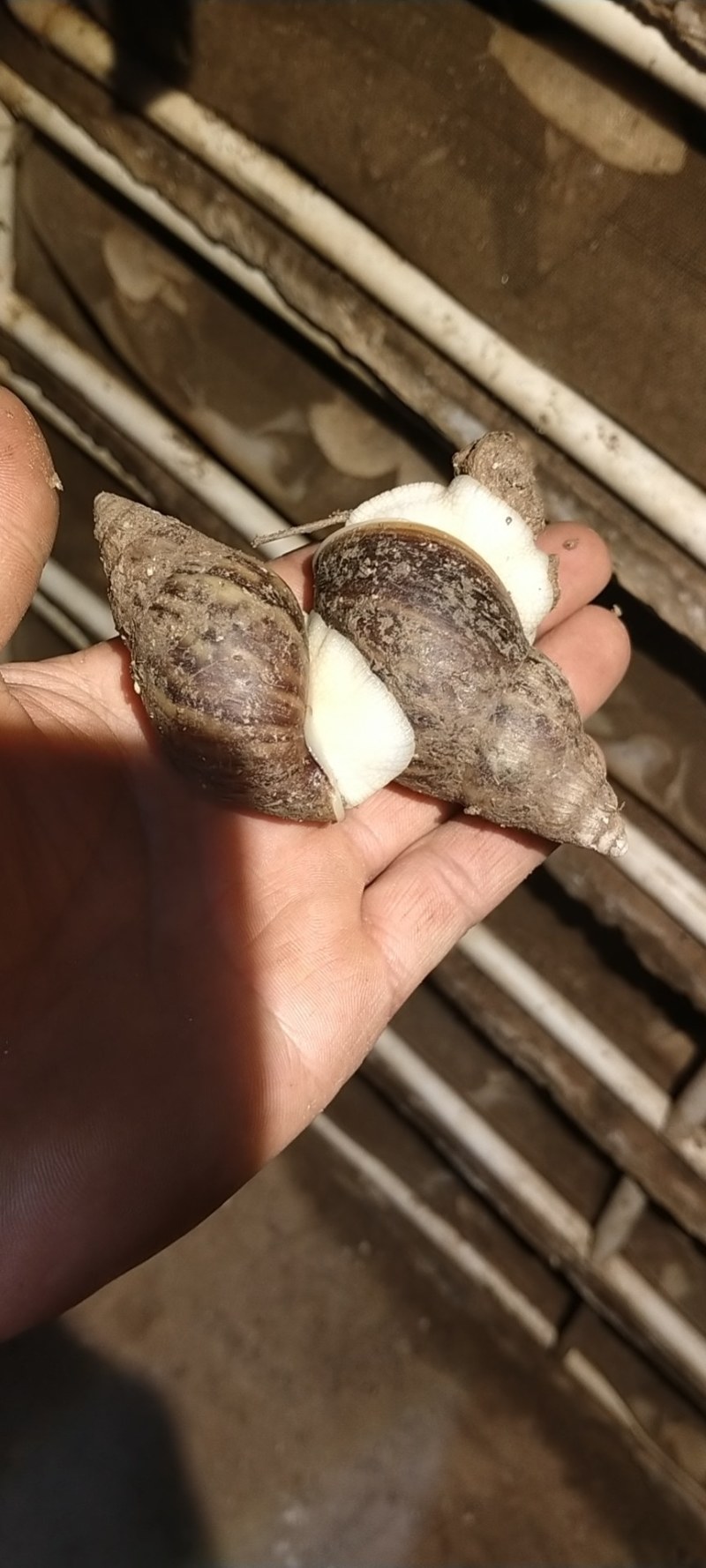 白玉蜗牛