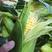 云南水果玉米一件带发，新鲜采摘，喜欢吃水果玉米的赶接下单