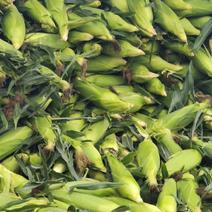 云南水果玉米一件带发，新鲜采摘，喜欢吃水果玉米的赶接
