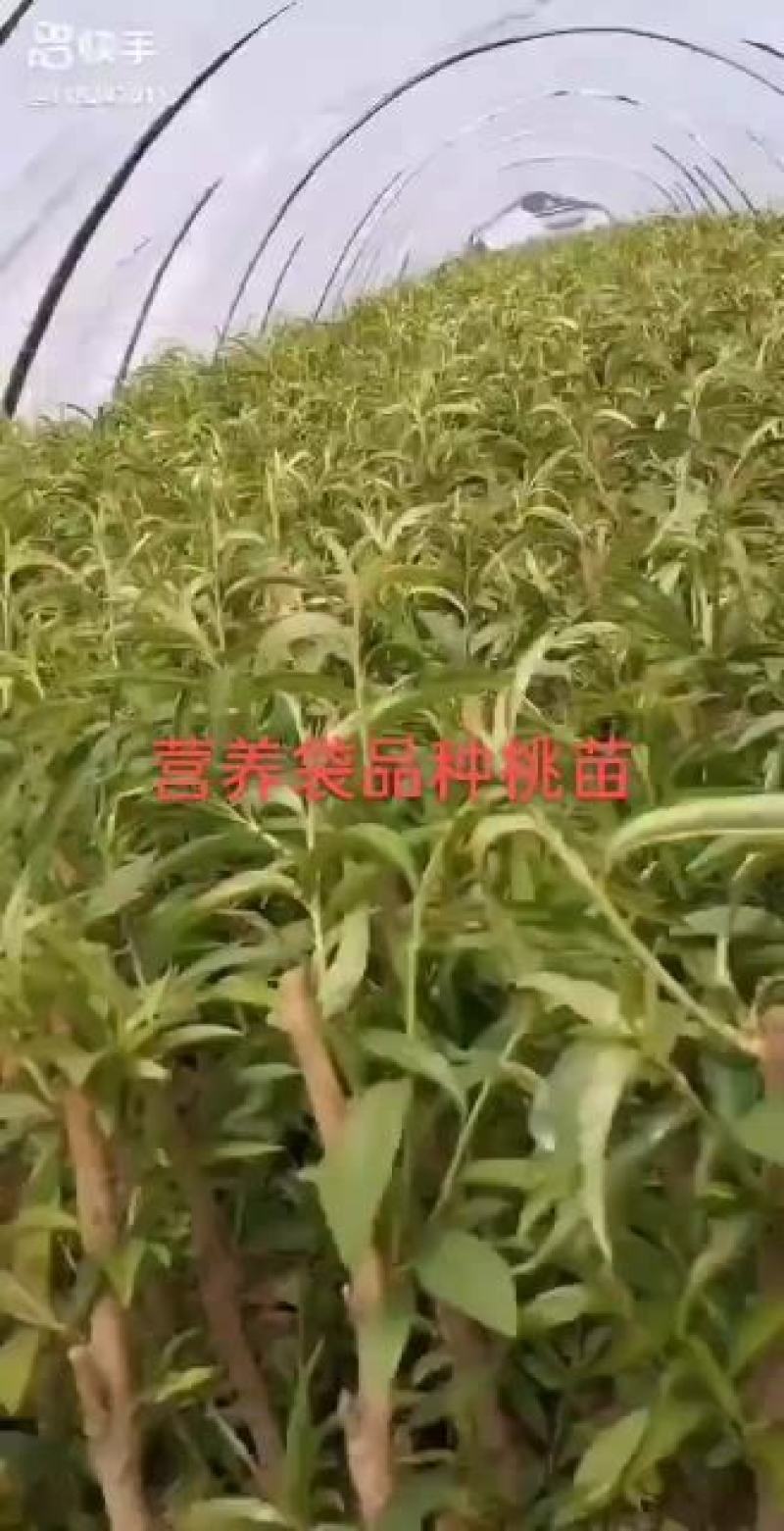 河北昌黎小海果蔬苗木销售中心:营养杯桃苗