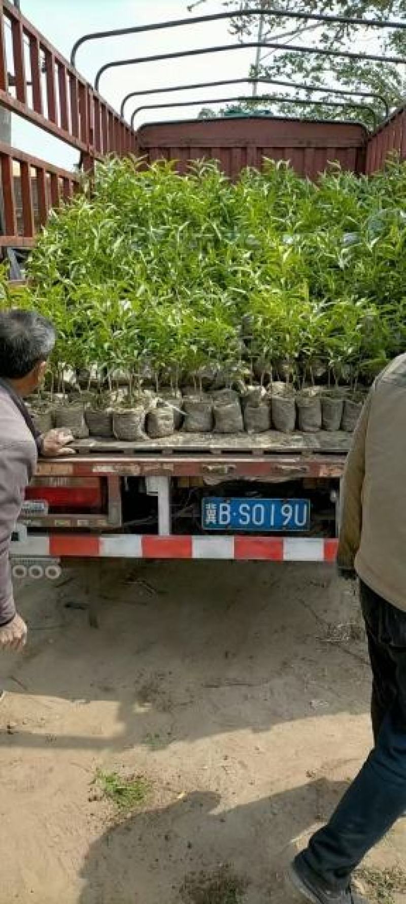 河北昌黎小海果蔬苗木销售中心:营养杯桃苗