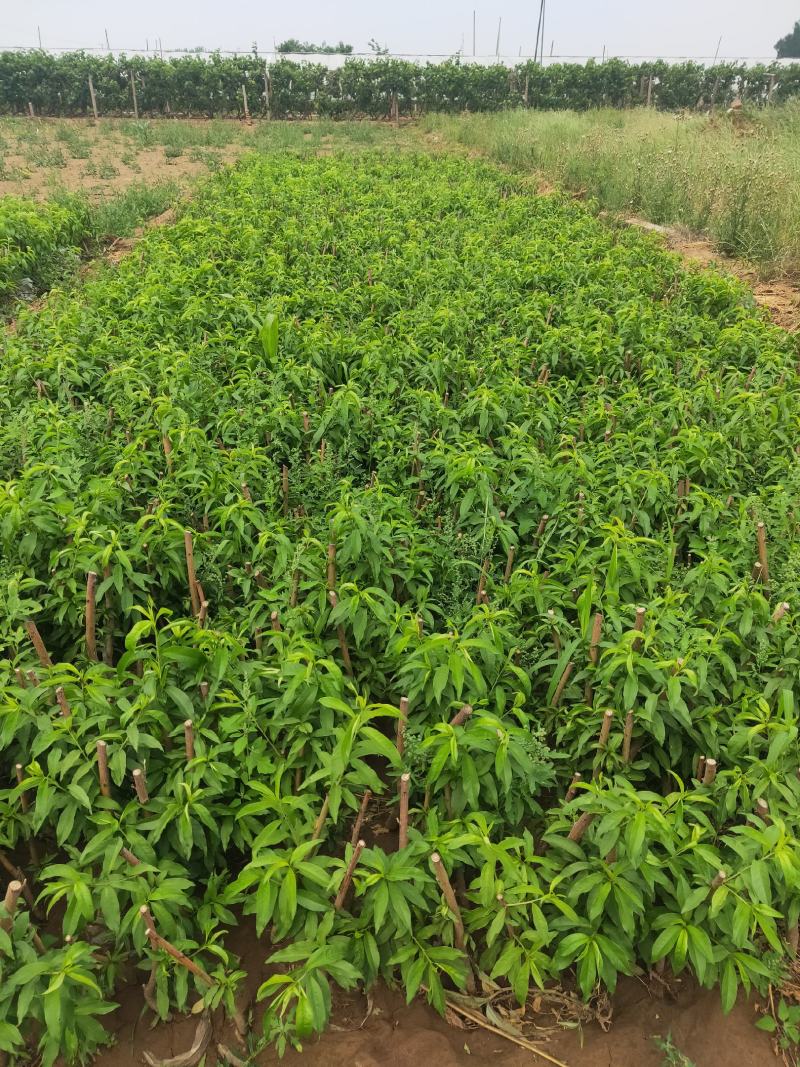 河北昌黎小海果蔬苗木销售中心:营养杯桃苗