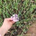 紫娇花基地直销量大从优