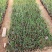 紫娇花基地直销量大从优