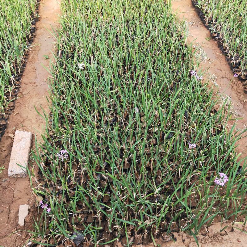 紫娇花基地直销量大从优