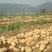 荷兰15精品土豆，大量现货货源充足，价格便宜全国发货