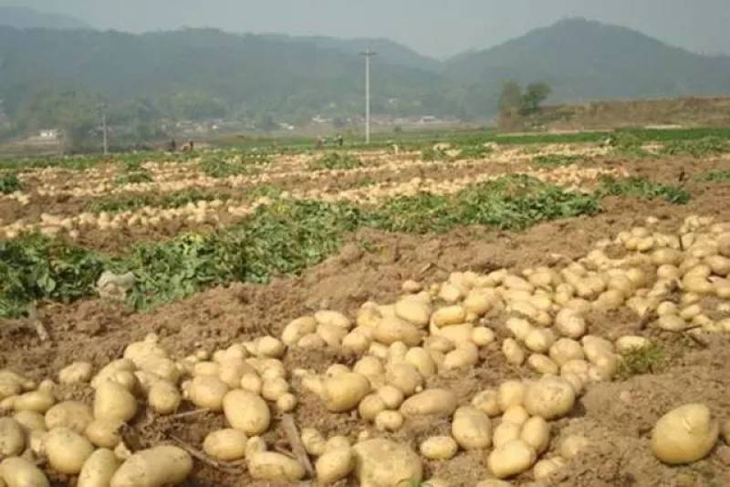 荷兰15精品土豆，大量现货货源充足，价格便宜全国发货