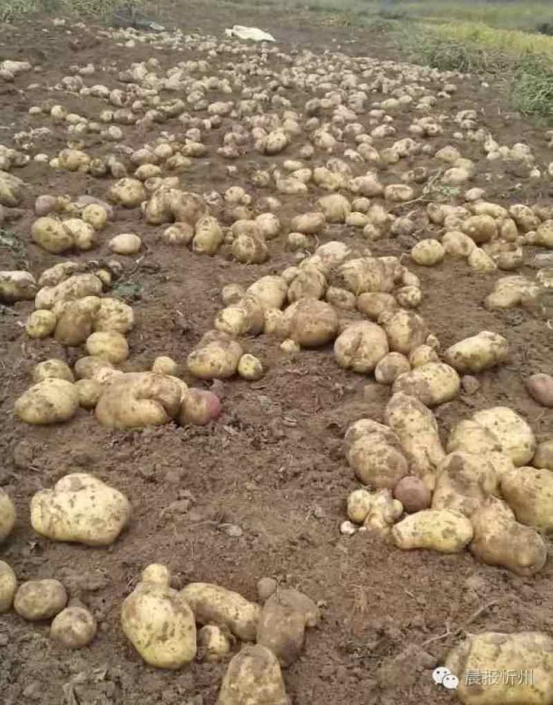 荷兰15精品土豆，大量现货货源充足，价格便宜全国发货
