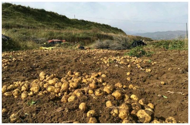 荷兰15精品土豆，大量现货货源充足，价格便宜全国发货