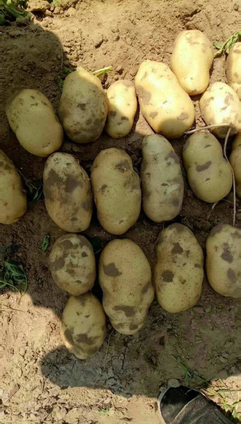 荷兰15精品土豆，大量现货货源充足，价格便宜全国发货