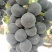 大棚巨峰