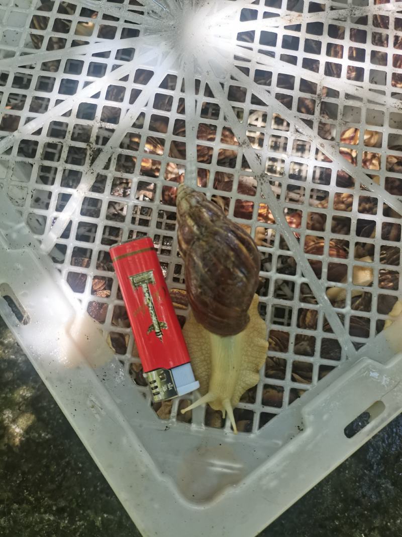 白玉蜗牛