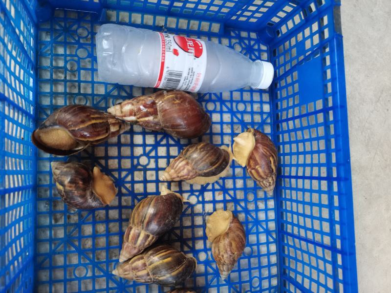 白玉蜗牛
