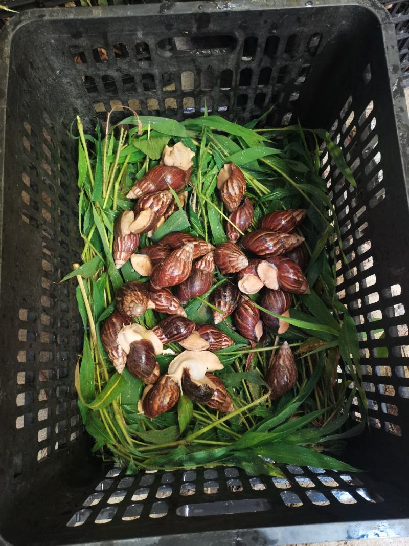 白玉蜗牛