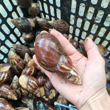 白玉蜗牛