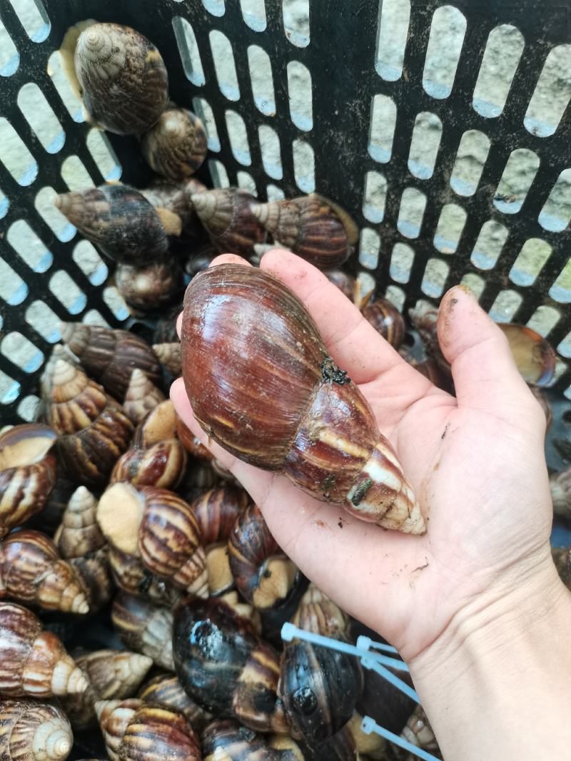 白玉蜗牛