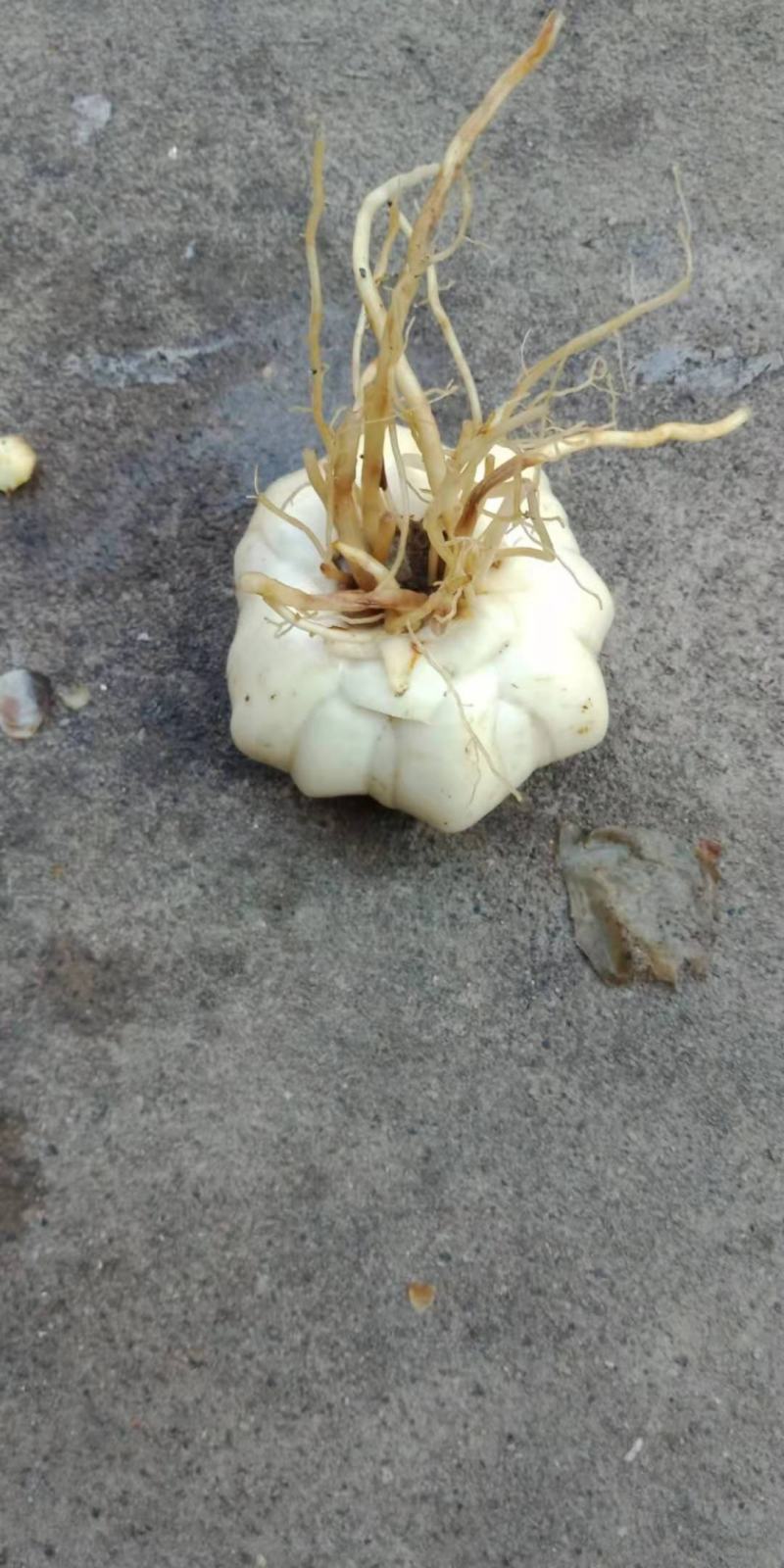 龙牙百合
