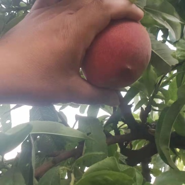 毛桃