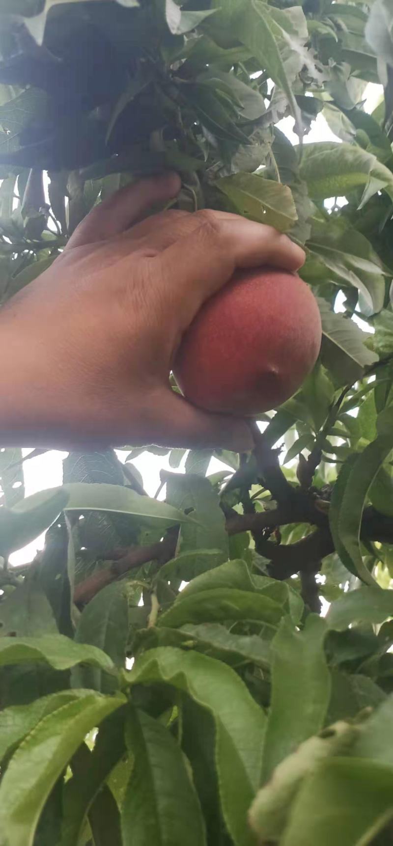 毛桃