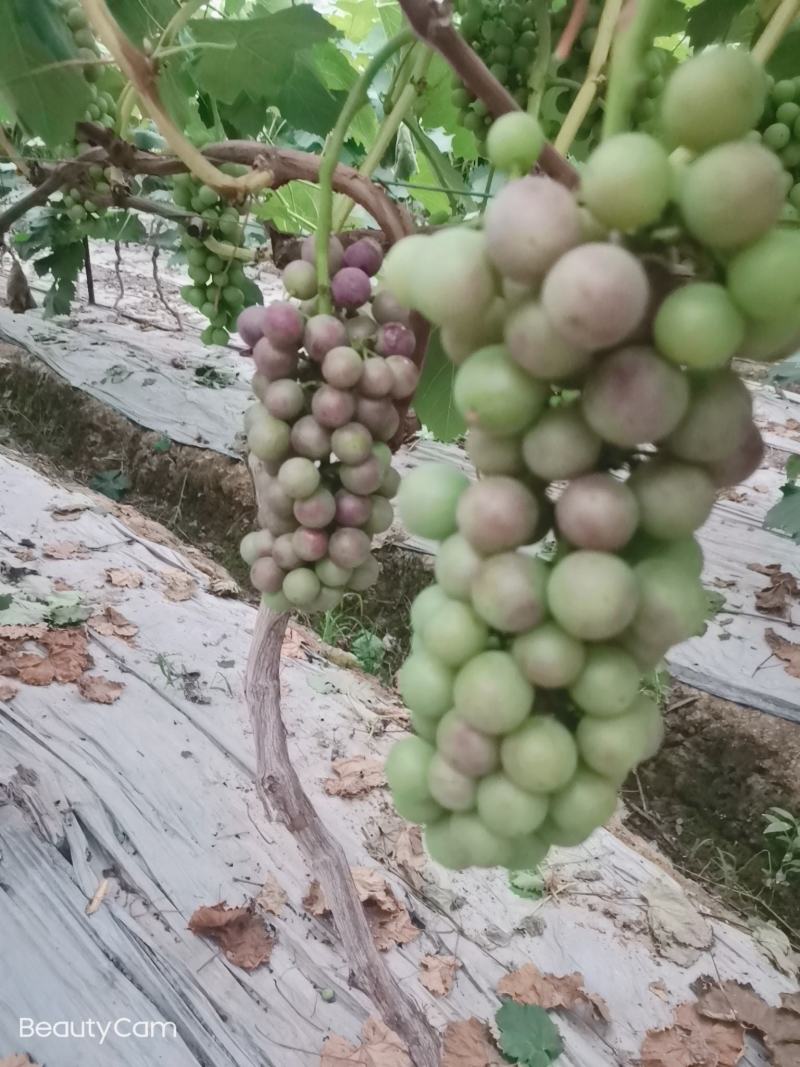 葡萄