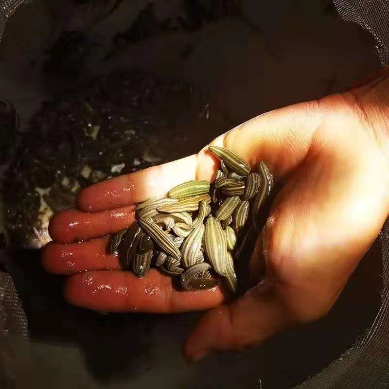 优质水蛭苗基地直发，量大专车发货，提供技术指导