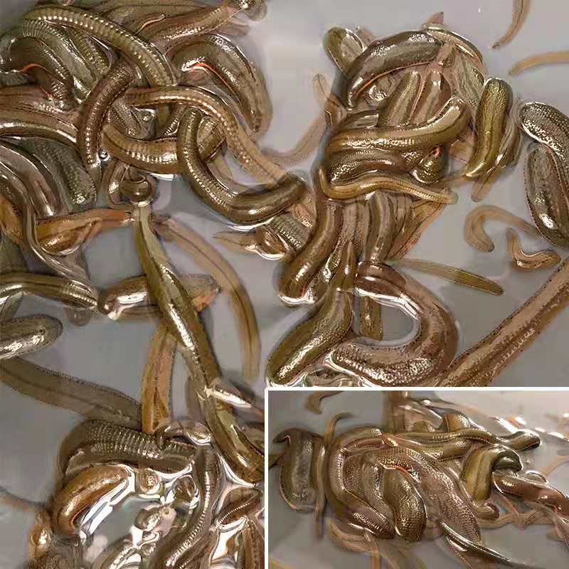优质水蛭苗基地直发，量大专车发货，提供技术指导