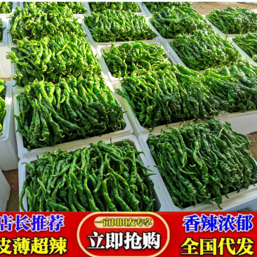 线椒，精品线椒，陕西辣椒基地辣椒即将大量上市欢迎视频看货