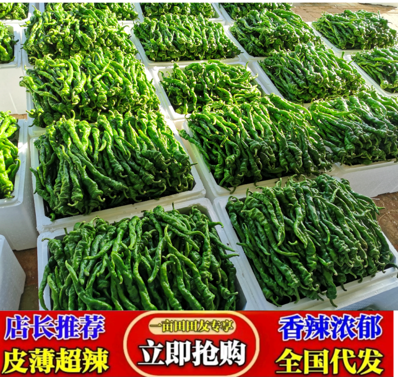 线椒，精品线椒，陕西辣椒基地辣椒即将大量上市欢迎视频看货