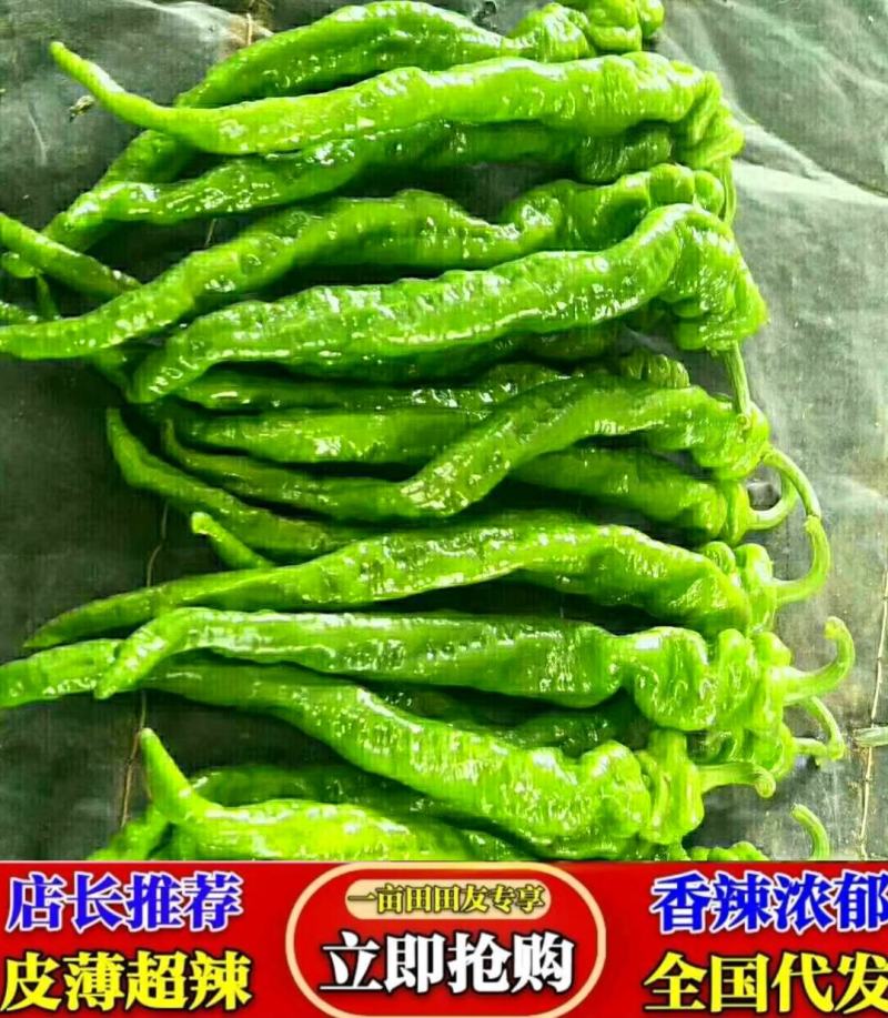 陕西省榆林市螺丝椒大量供应中质量上乘，物美价廉