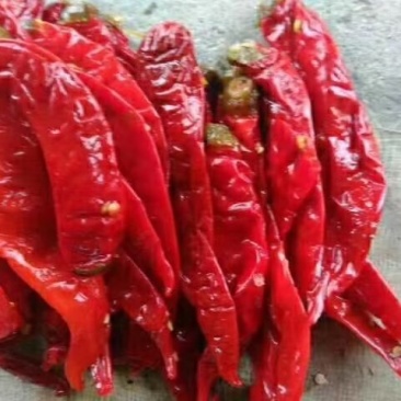 津红2：品种辣椒，第一遍辣椒，肉厚籽少，酱香浓