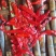 津红2：品种辣椒，第一遍辣椒，肉厚籽少，酱香浓
