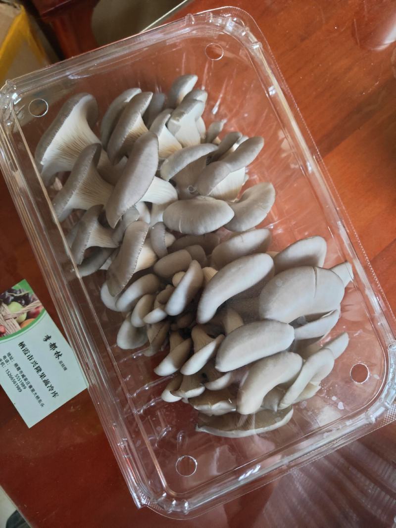 冷库里种植的平菇