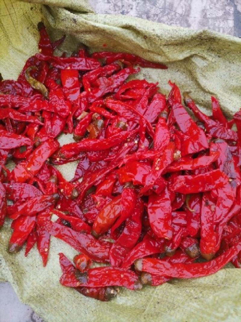 产自天津的辣椒，津红系列红辣椒，泡红辣椒，打酱椒