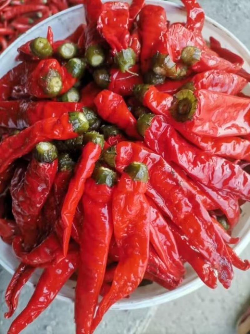 产自天津的辣椒，津红系列红辣椒，泡红辣椒，打酱椒