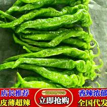 陕西省榆林市螺丝椒大量供应中质量上乘，物美价廉