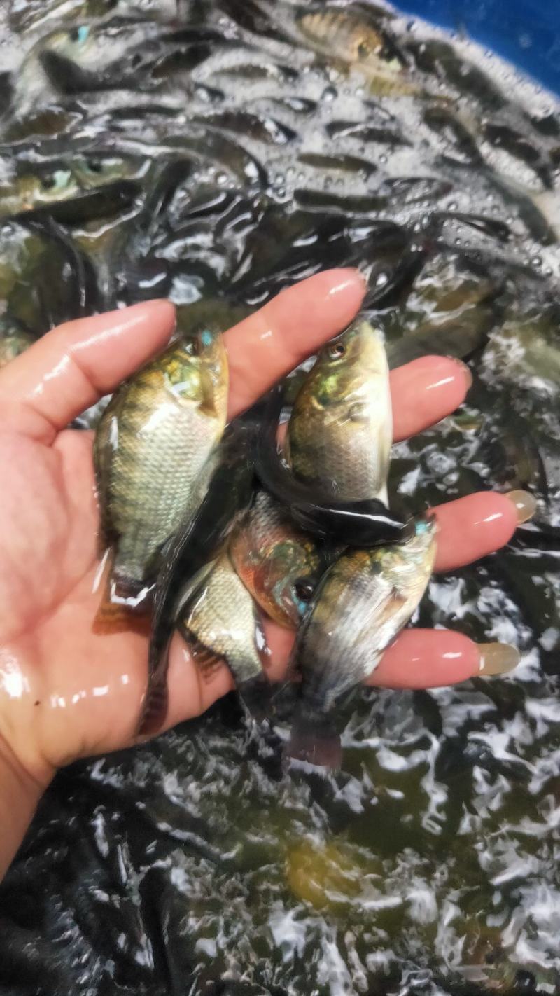 罗非鱼苗产地直销，规格齐全，脆肉罗非，产地批发