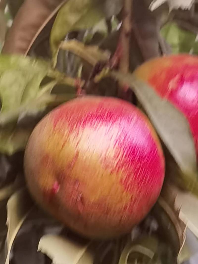 黄心油桃，红心油桃，口感好品相佳欢迎批发商订购