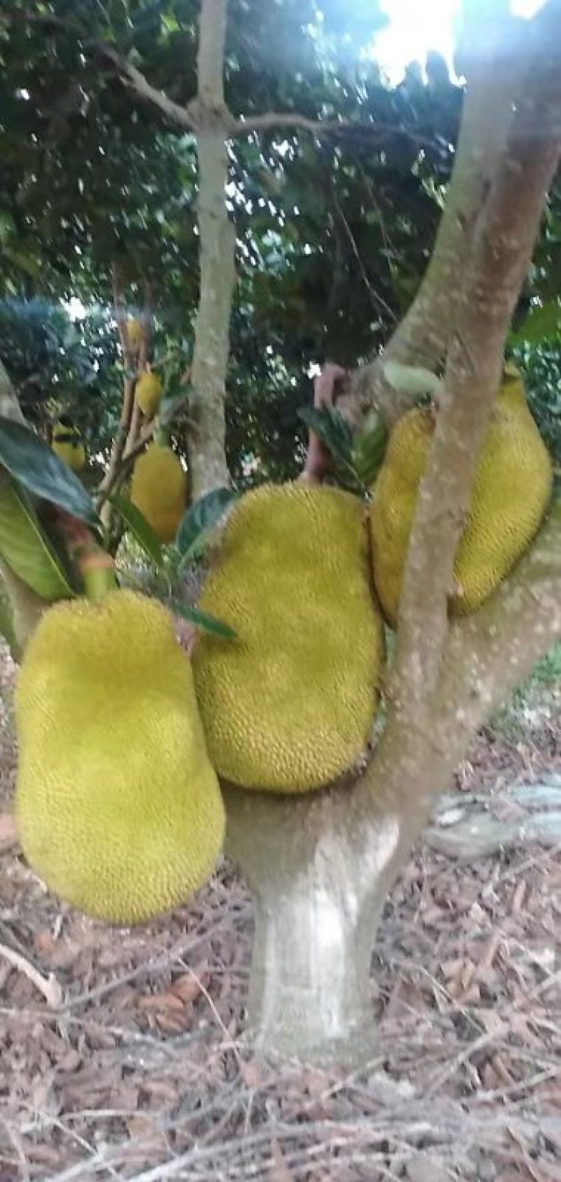 电白菠萝蜜已大量上市，金包，白糖包，本地木菠萝。。
