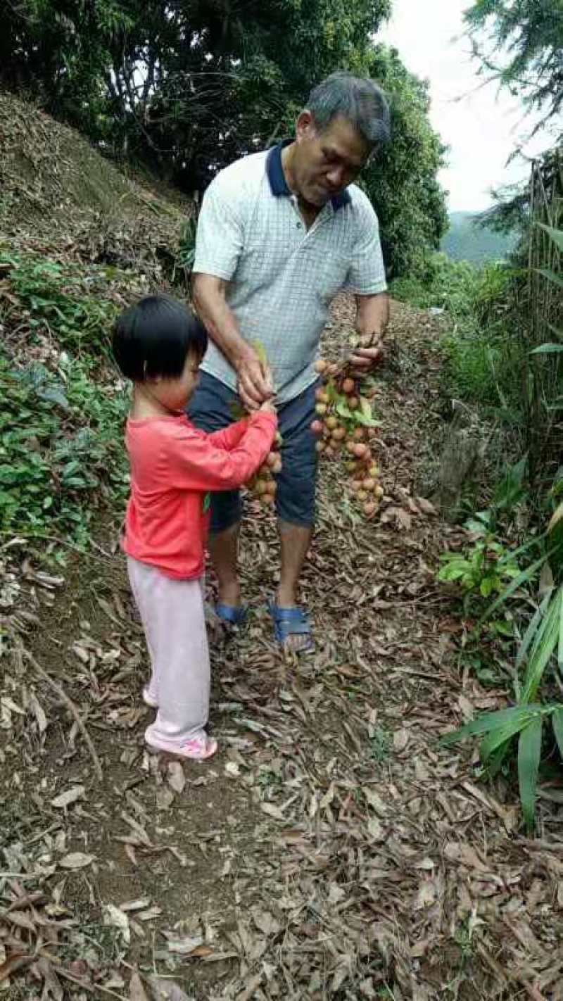 桂味荔枝