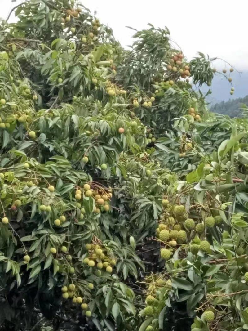 桂味荔枝