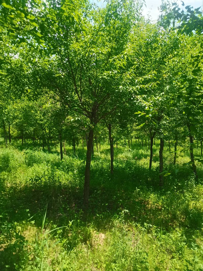 独杆茶条槭，质量保证，发祥绿化苗圃优质品种