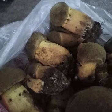 野生菌