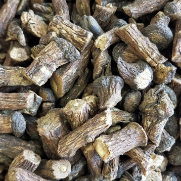 大量批发东北纯野生特大粒蒲公英根量大从优欢迎选购