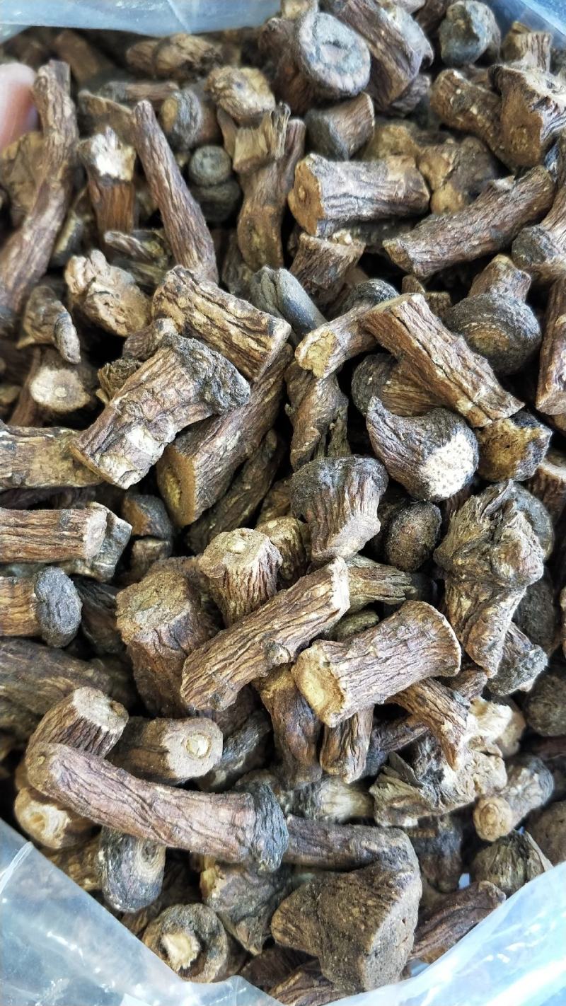 大量批发东北纯野生特大粒蒲公英根量大从优欢迎选购