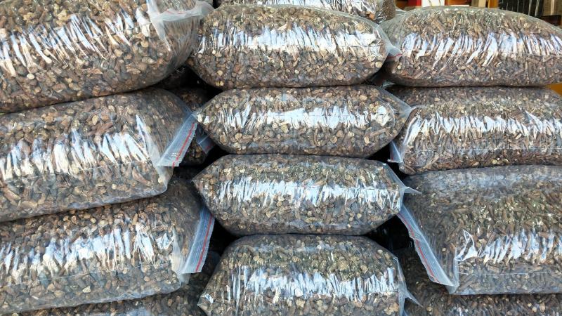 大量批发东北纯野生特大粒蒲公英根量大从优欢迎选购