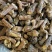 大量批发东北纯野生特大粒蒲公英根量大从优欢迎选购