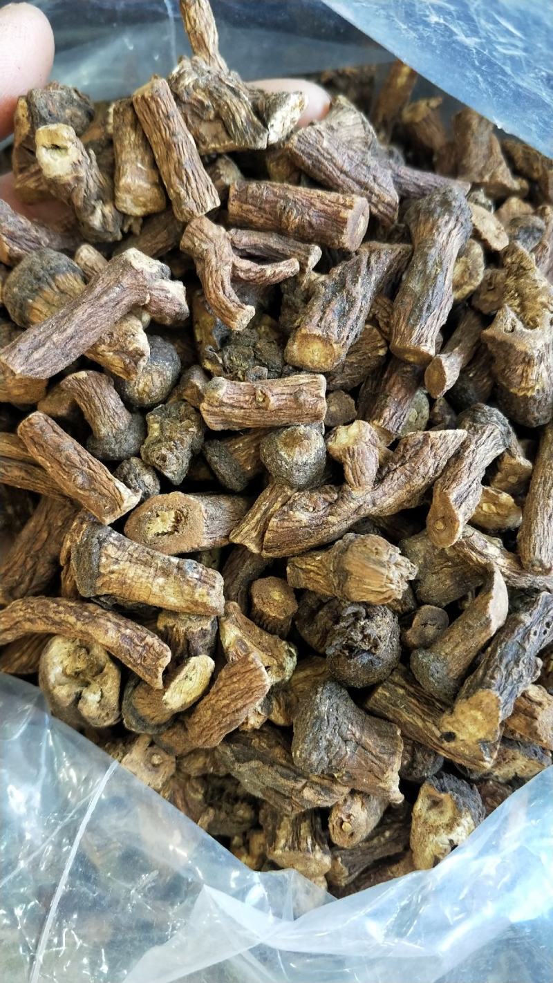 大量批发东北纯野生特大粒蒲公英根量大从优欢迎选购